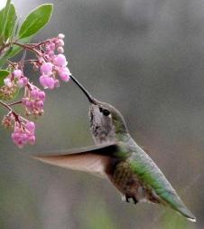 arctostaphylos-baby-bear-anna-hummingbird1