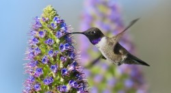 black-chinned-hummingbird-pride-of-madeira-flower-820x448